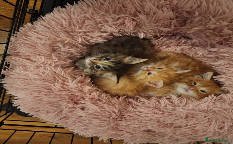 Maine Coon cats - Advert 3