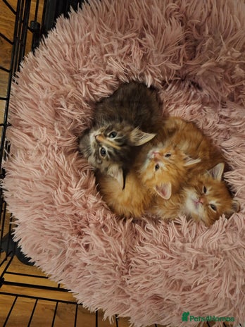 Maine Coon cats - Advert 15