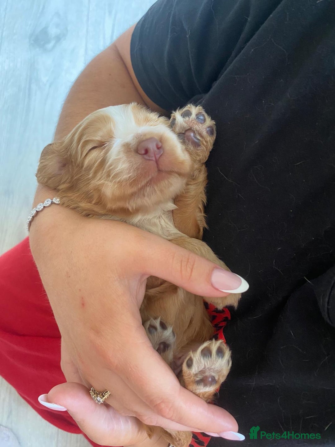 Cocker Spaniel dogs for sale: Show type cocker spaniels  - Image 35