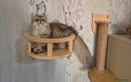 Scottish Fold cats for sale: 2 Purebred girls for rehoming - Image 6