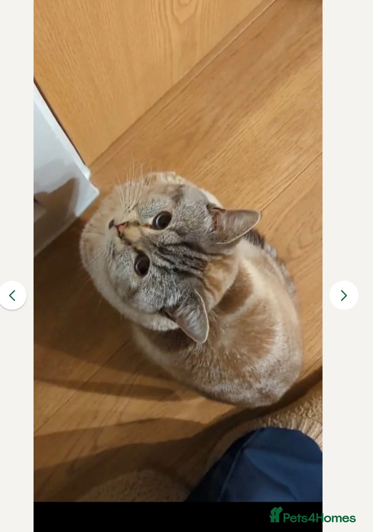 Mixed Breed cats Snowy needs Rehoming  - Advert 3