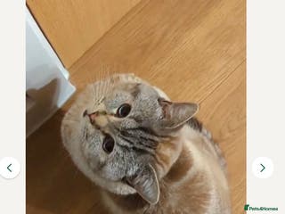 Mixed Breed cats Snowy needs Rehoming - Advert 8