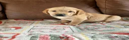 Goldador dogs for sale: F1 Goldador puppies - Advert 5