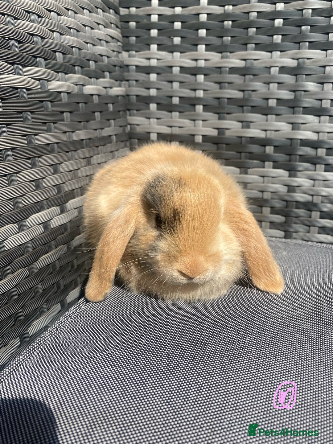 Mini Lop rabbits for sale: Mini lop litter ready now  - Image 10
