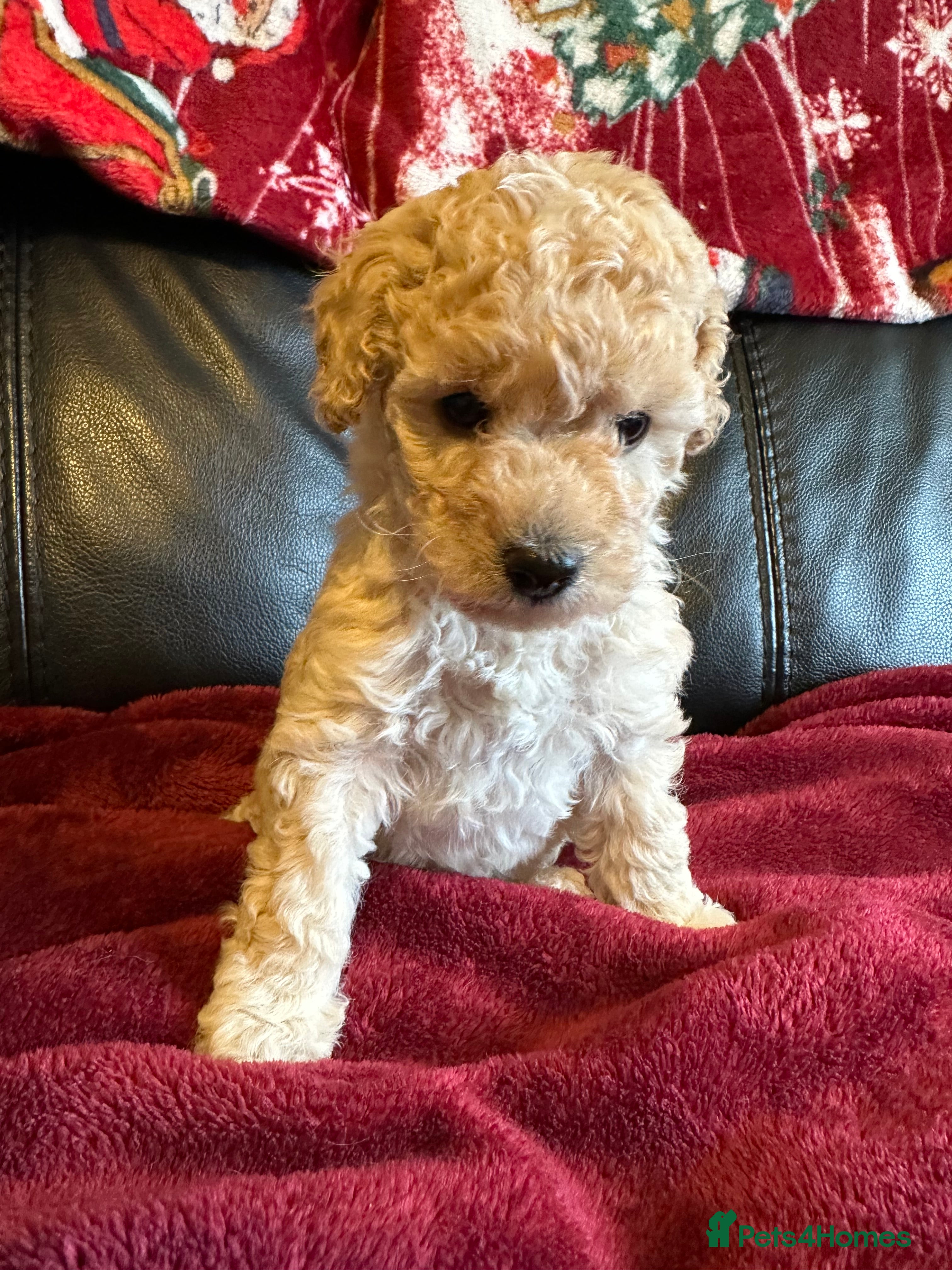 Toy Poodle dogs 💫🐩Extensively Health tested KC Toy Poodles 🐩💫 - Advert 1