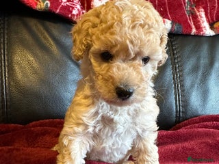 Toy Poodle dogs 💫🐩Extensively Health tested KC Toy Poodles 🐩💫 - Advert 2