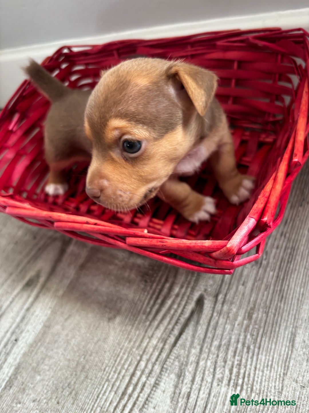 Jack Russell dogs for sale: Miniature Jack Russell’s   - Image 16