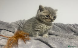 British Shorthair cats for sale: British shorthair kittens responsibly bred - Image 24