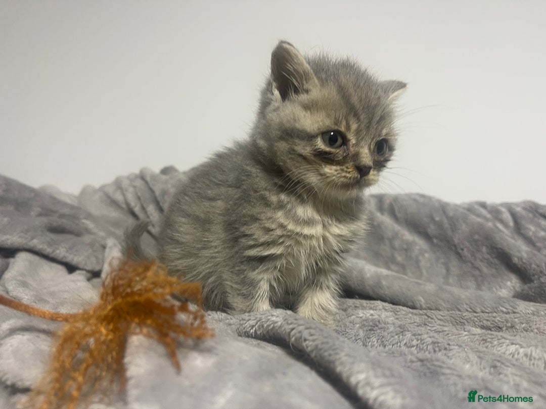 British Shorthair cats for sale: British shorthair kittens responsibly bred - Image 24