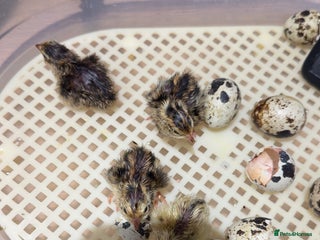 Quail poultry Newborn baby quails for sale - Advert 2