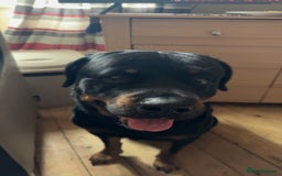 Rottweiler dogs for stud: Rottweiler Male For Stud - Image 2
