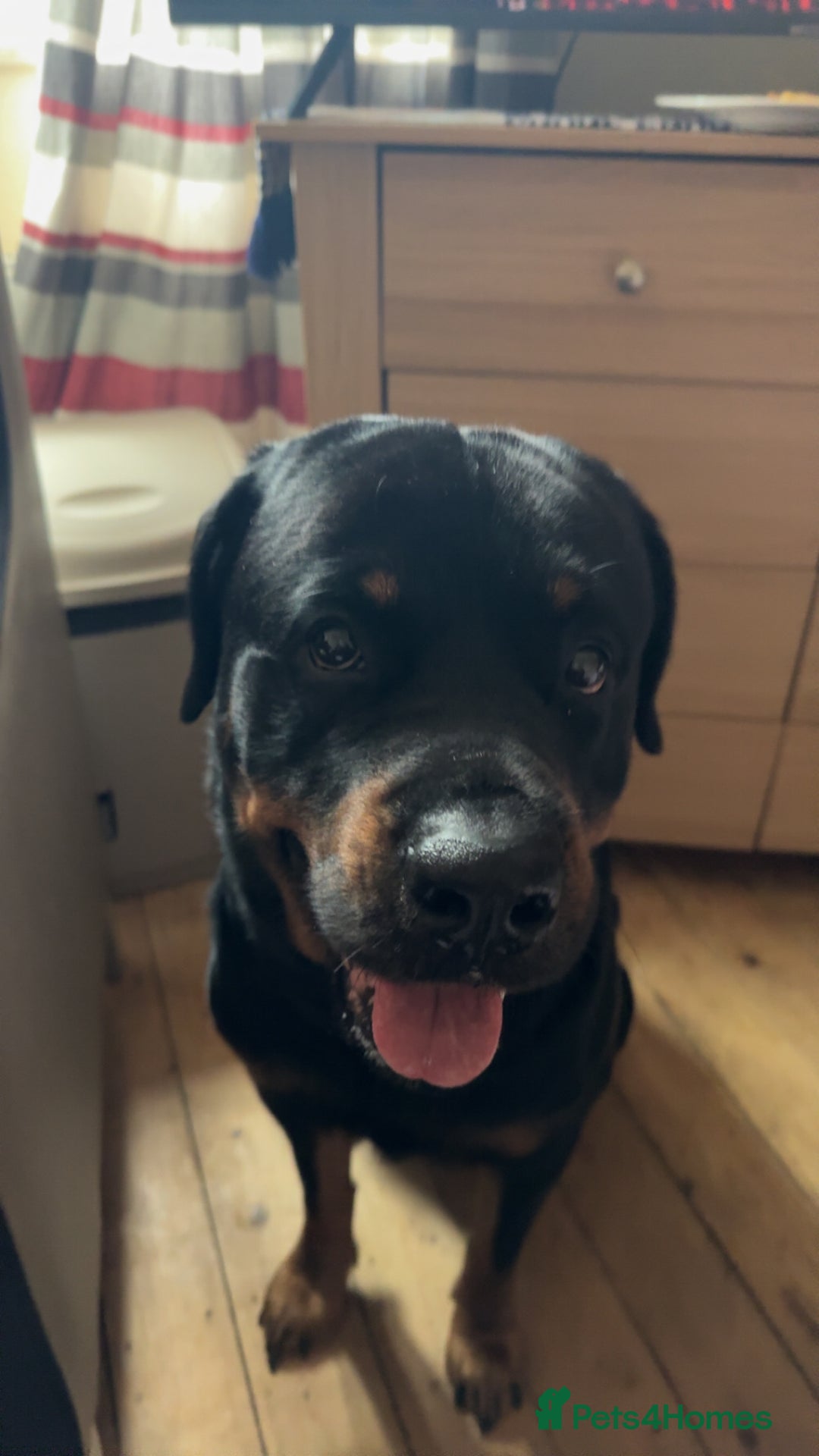 Rottweiler dogs for stud: Rottweiler Male For Stud - Image 2