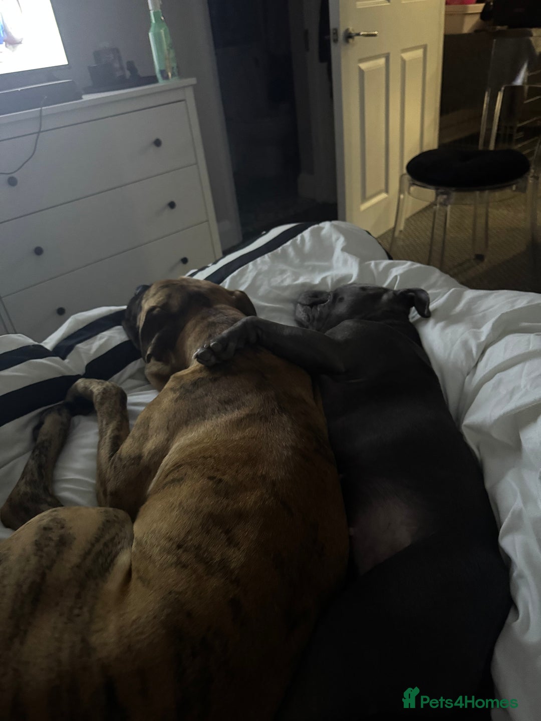 Presa Canario dogs for sale: Ecco  - Advert 12