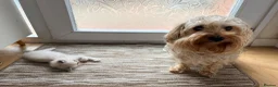 Ragdoll cats for sale: Beautiful Ragdoll kittens! in Fareham - Advert 4