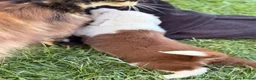 Border Collie dogs for sale: BEAUTIFUL BC PUPS, HEALTH TESTED CLEAR PARENTS  - Advert 8