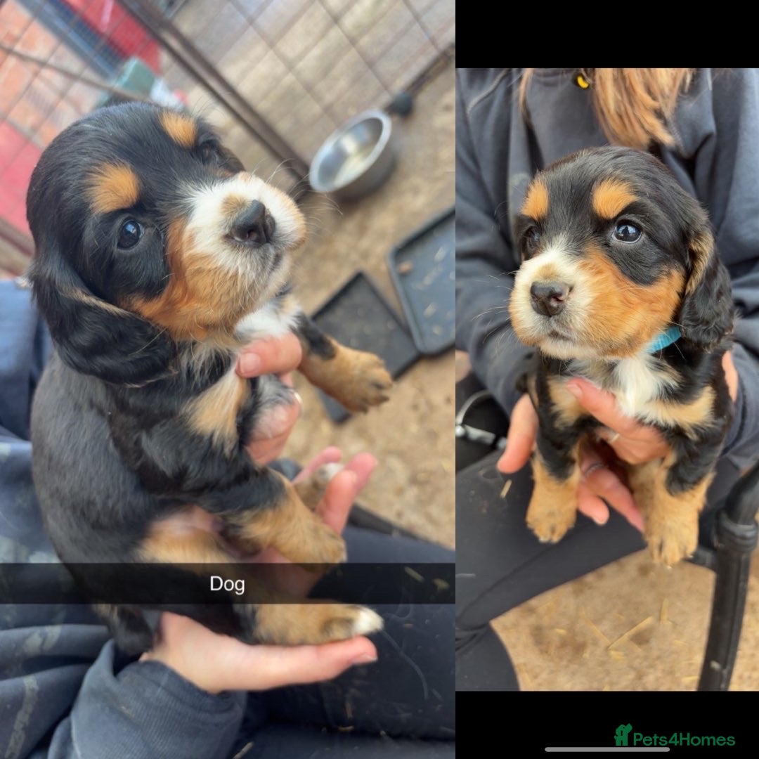 Sprocker dogs for sale: Sprocker pups by working parents - Image 3