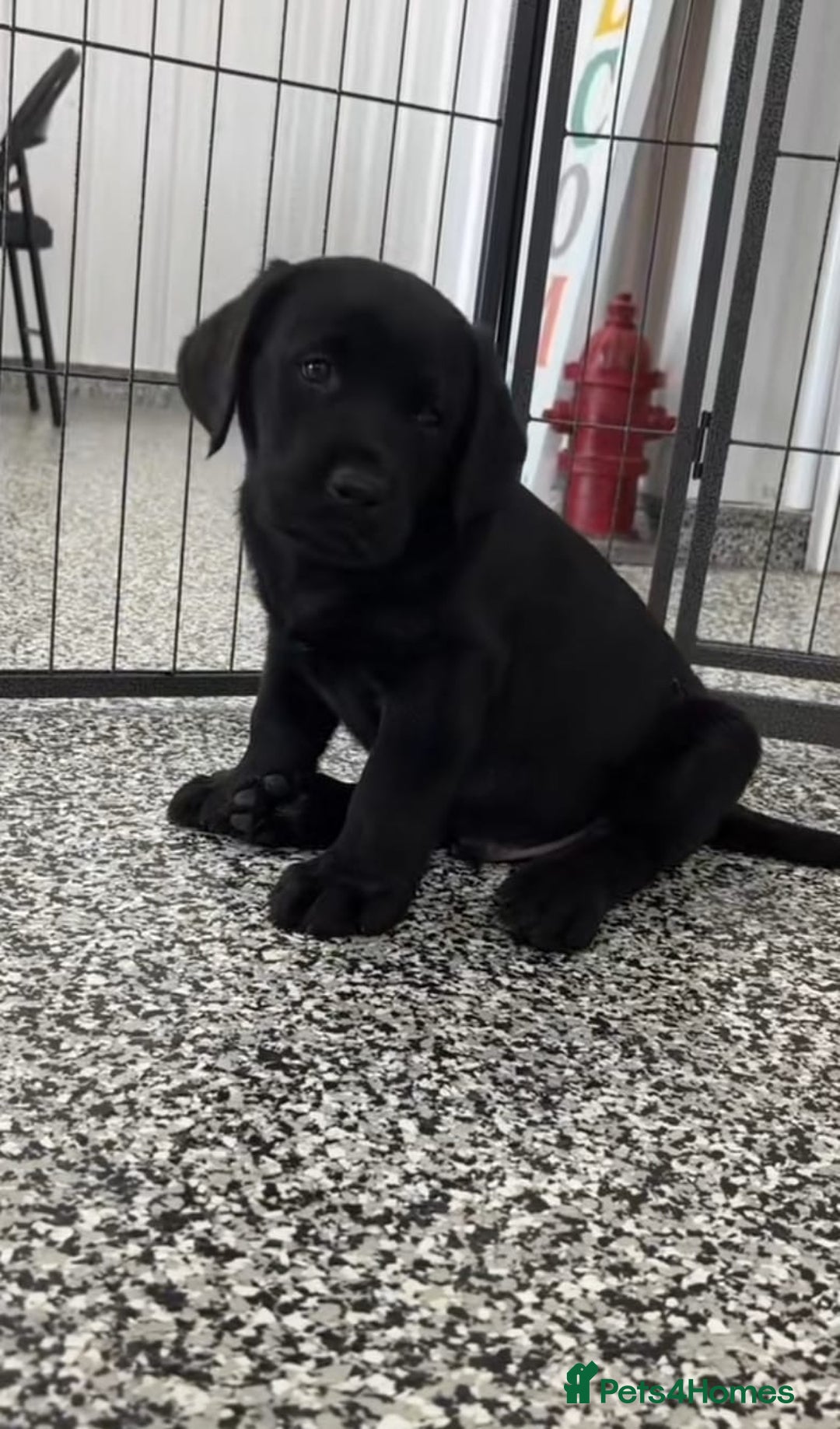 Labrador Retriever dogs for sale: Beautiful Labrador puppies for sale - Advert 4