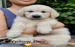Golden Retriever dogs for sale: Exceptional KC Goldens- MULTI Champions Bloodline - Image 16