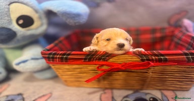 Maltipoo dogs - Advert 7