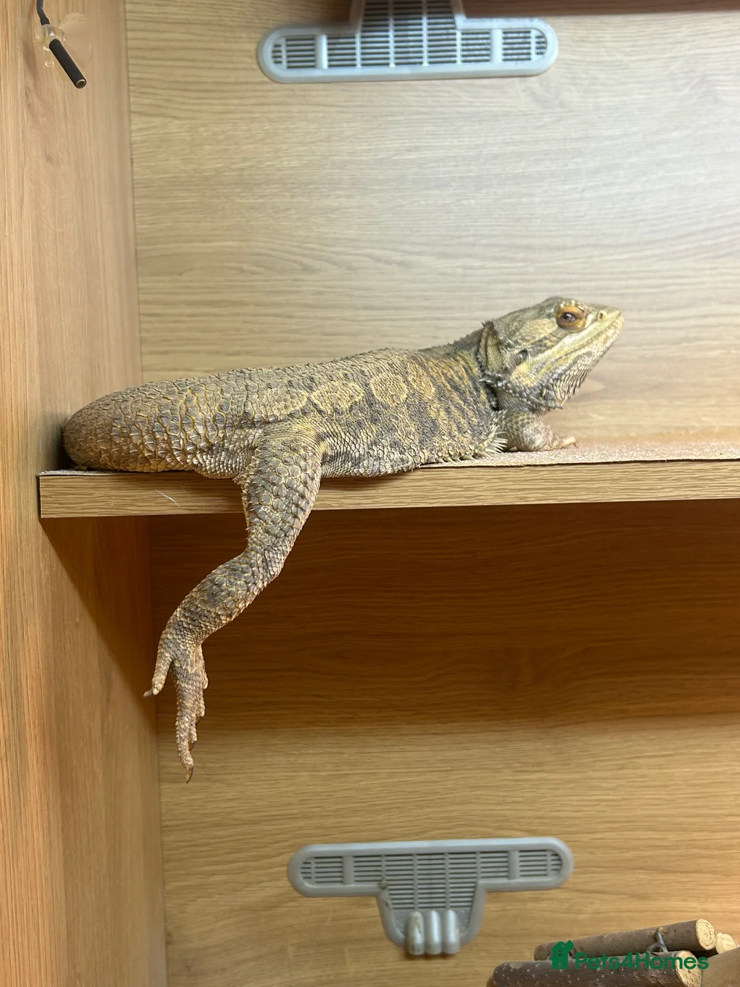 Bearded Dragon reptiles for sale: Lovely 5yr old male bearded dragon  - Advert 2