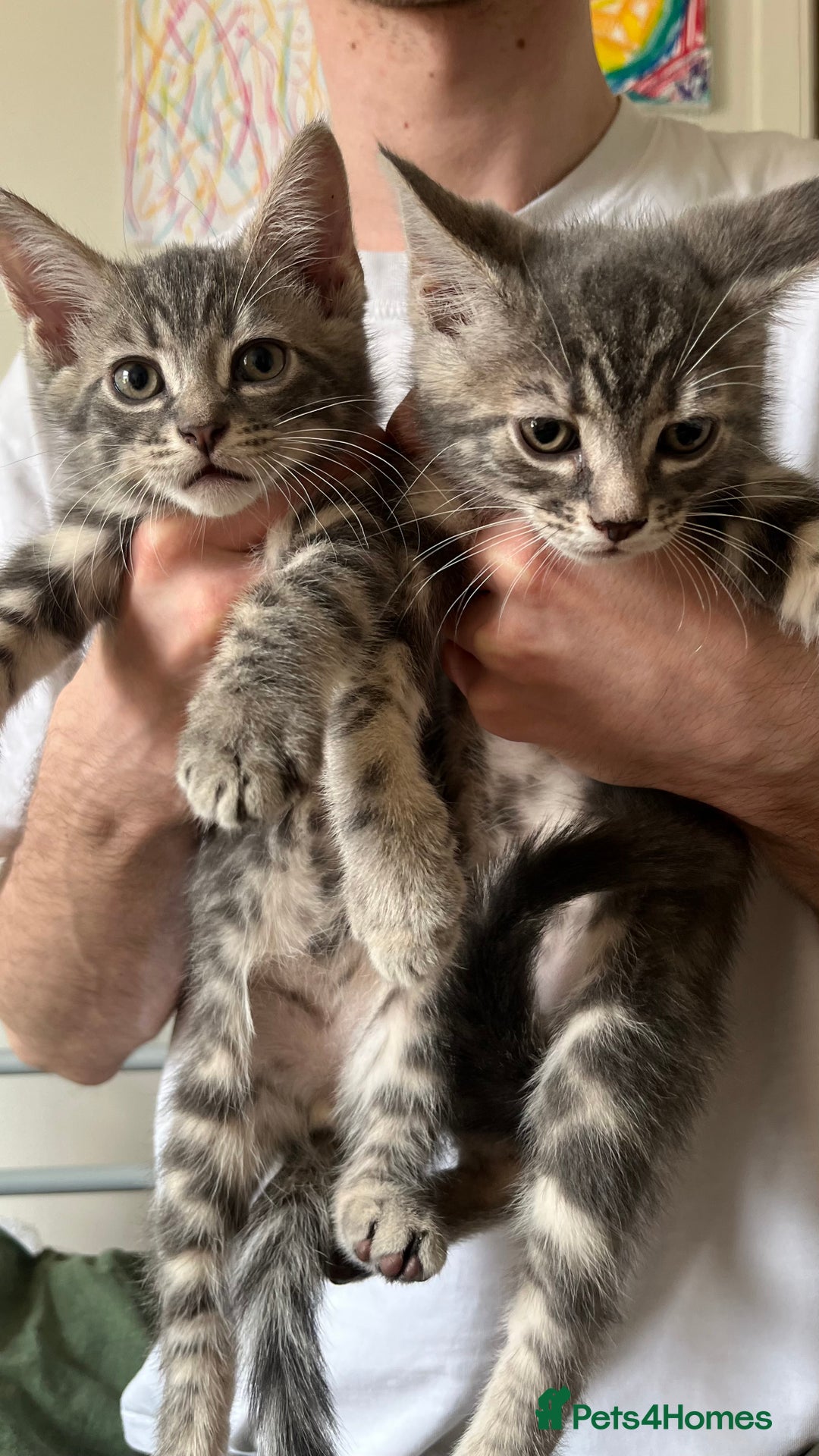 British Shorthair cats for sale: Beautiful Mum and babies looking for a new home❤️ - Image 8