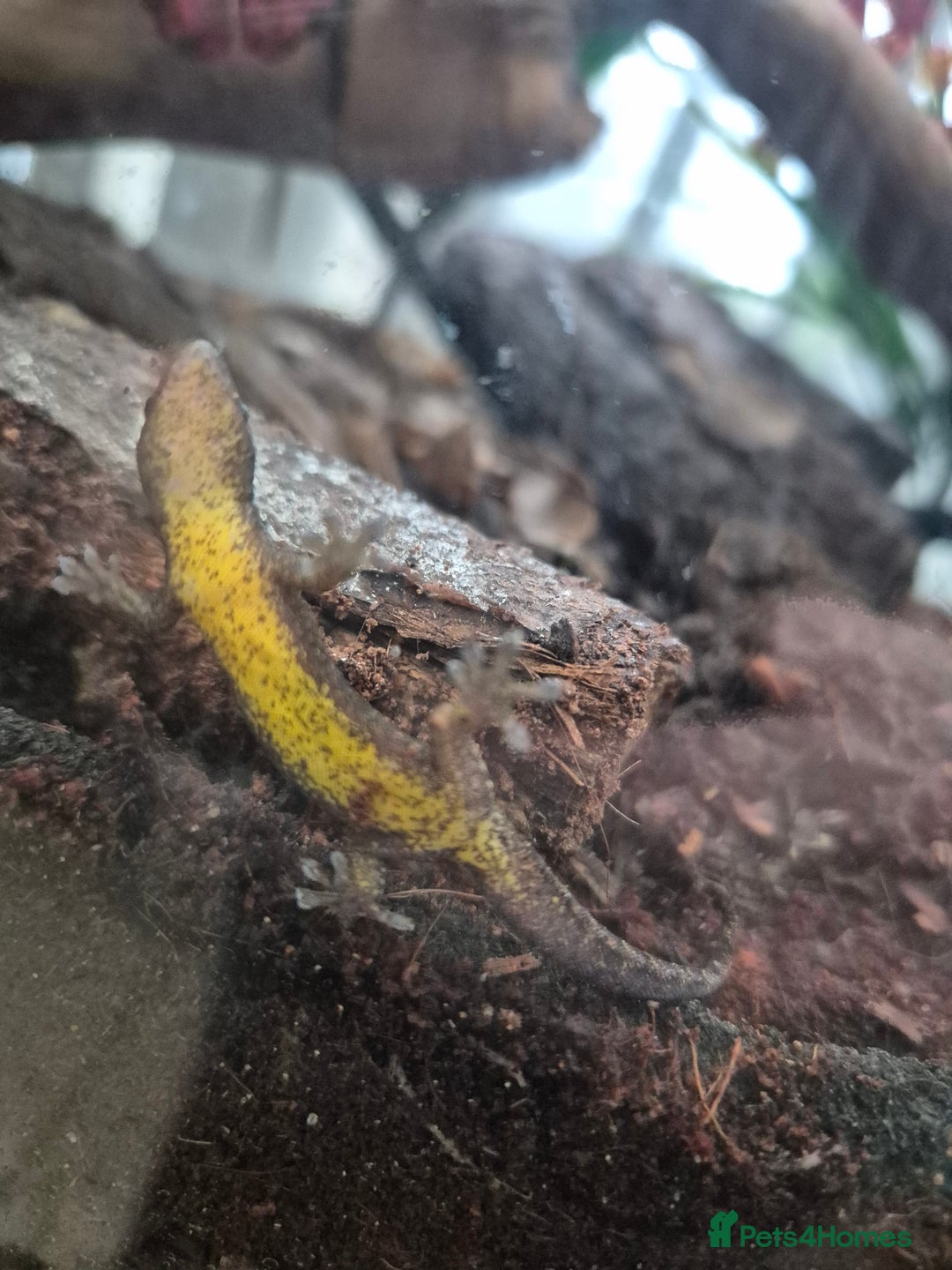 Gecko reptiles for sale: Mourning geckos subadult - Advert 4