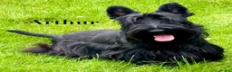 Scottish Terrier dogs for sale: KC reg Scottish Terrier Puppies  - Advert 2