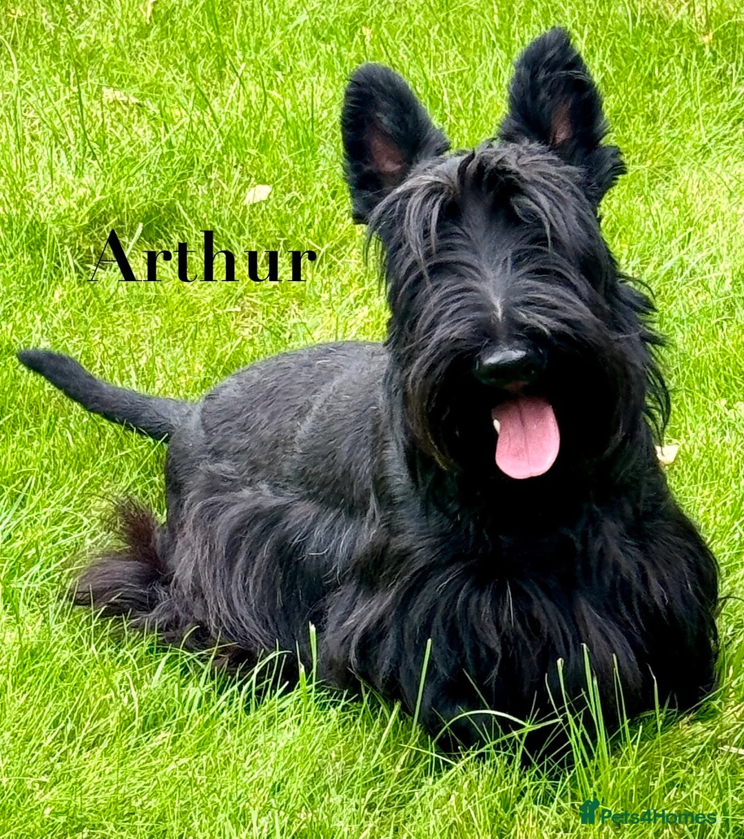 Scottish Terrier dogs for sale: KC reg Scottish Terrier Puppies  - Advert 2