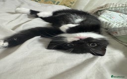 Bombay cats for sale: Cute Kittens for sale  - Image 10