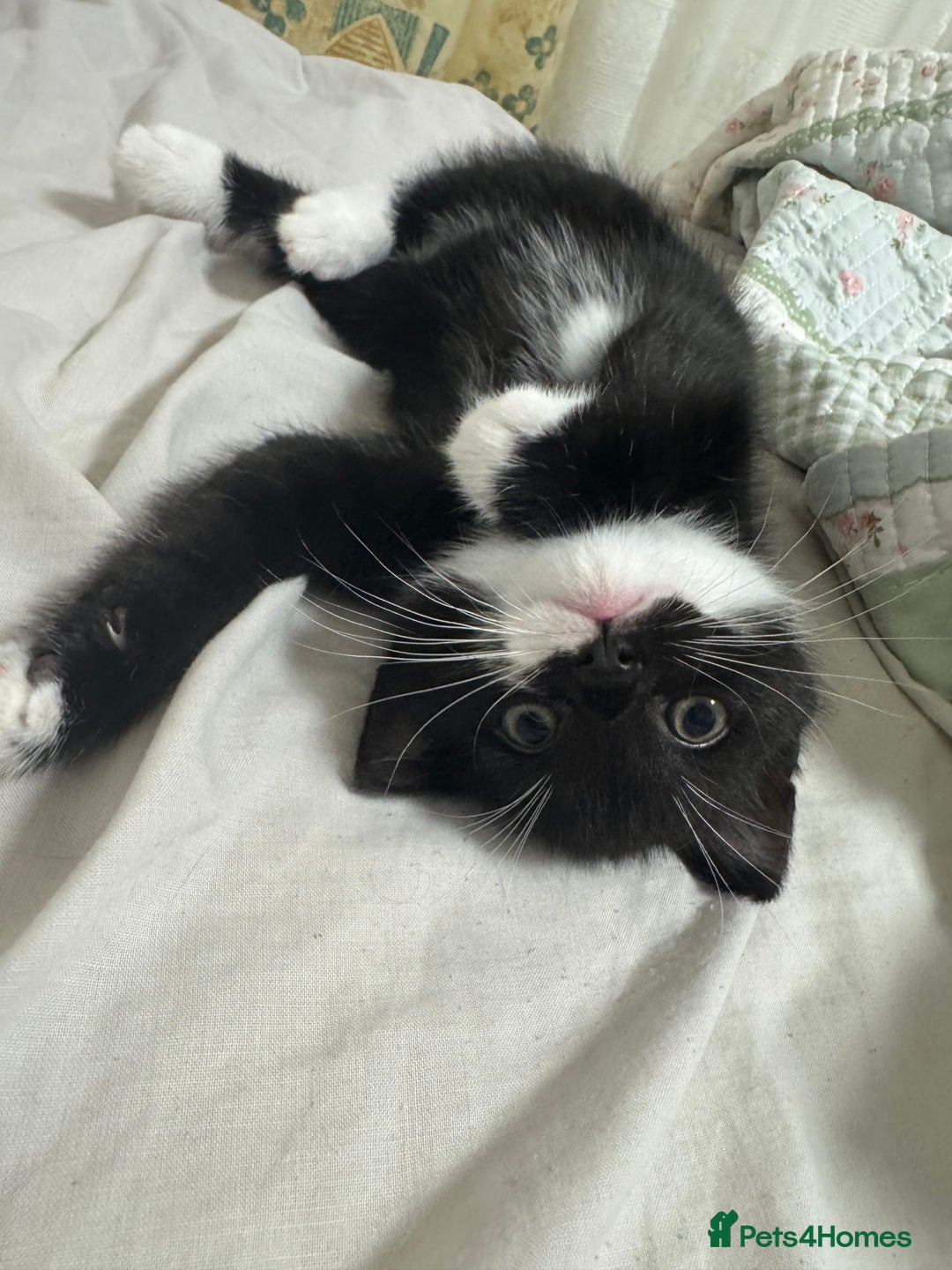Bombay cats for sale: Cute Kittens for sale  - Image 10