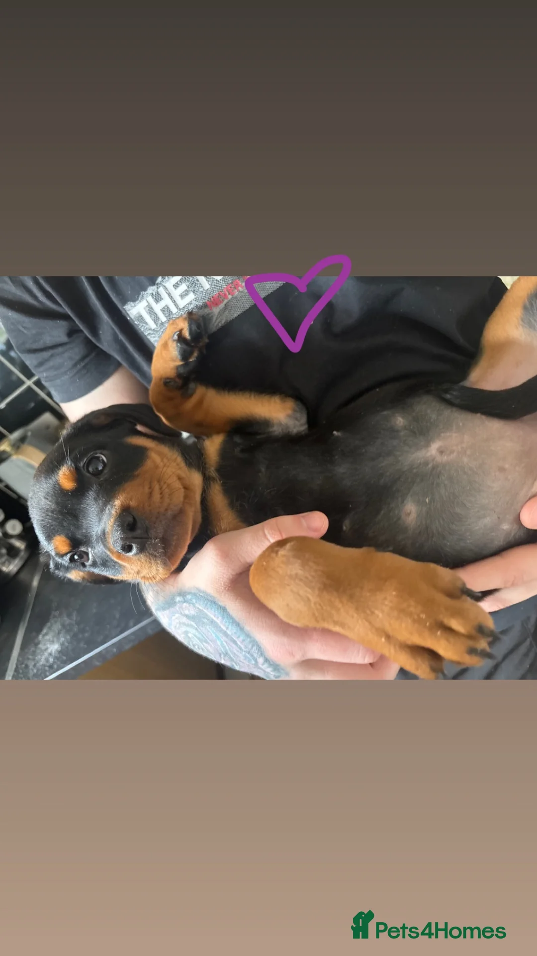 Rottweiler dogs for sale: READY TO GO! Rottweiler pups  - Advert 2