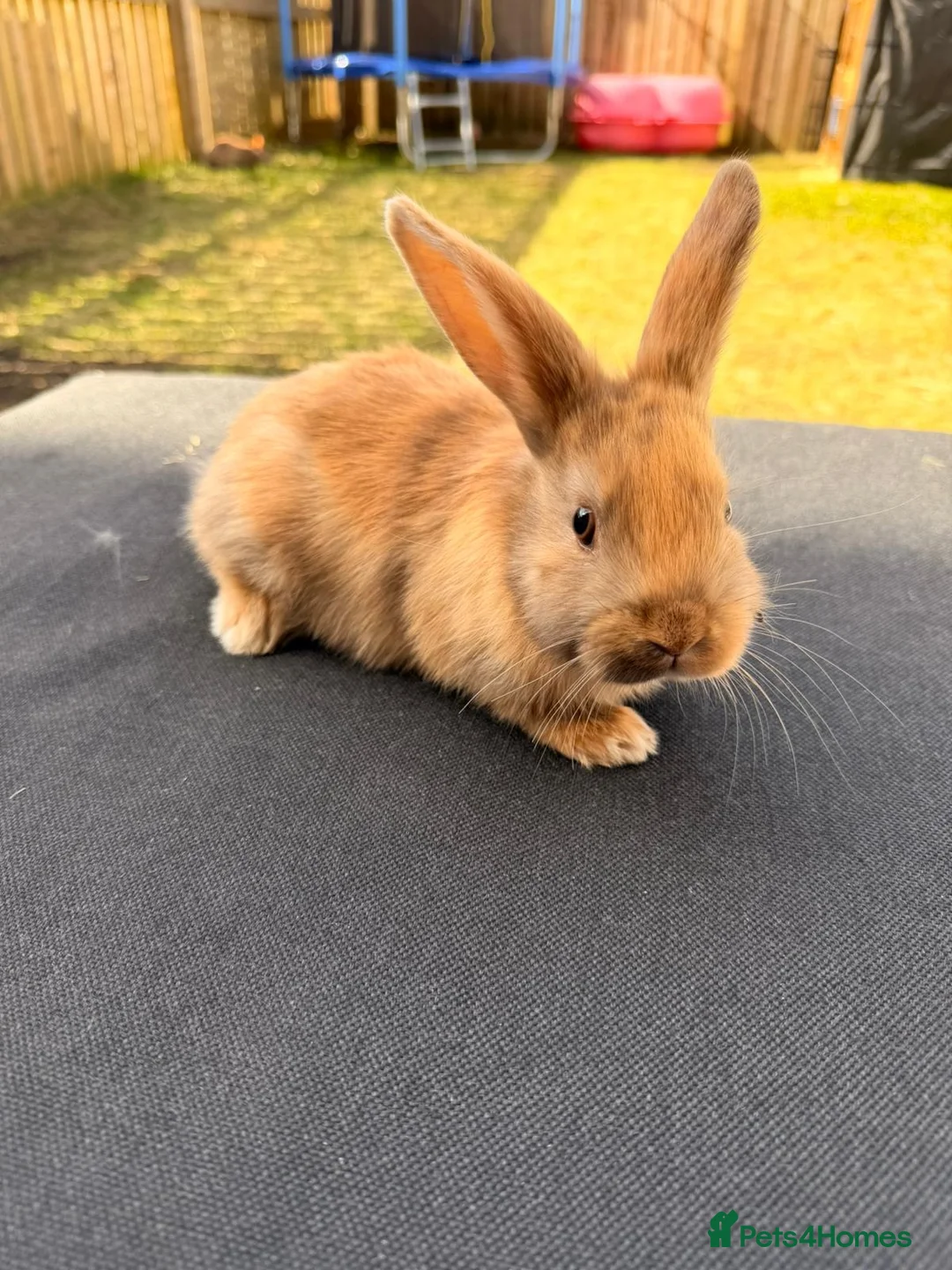 Mixed Breed rabbits for sale: Baby rabbits  in Huddersfield - Advert 4