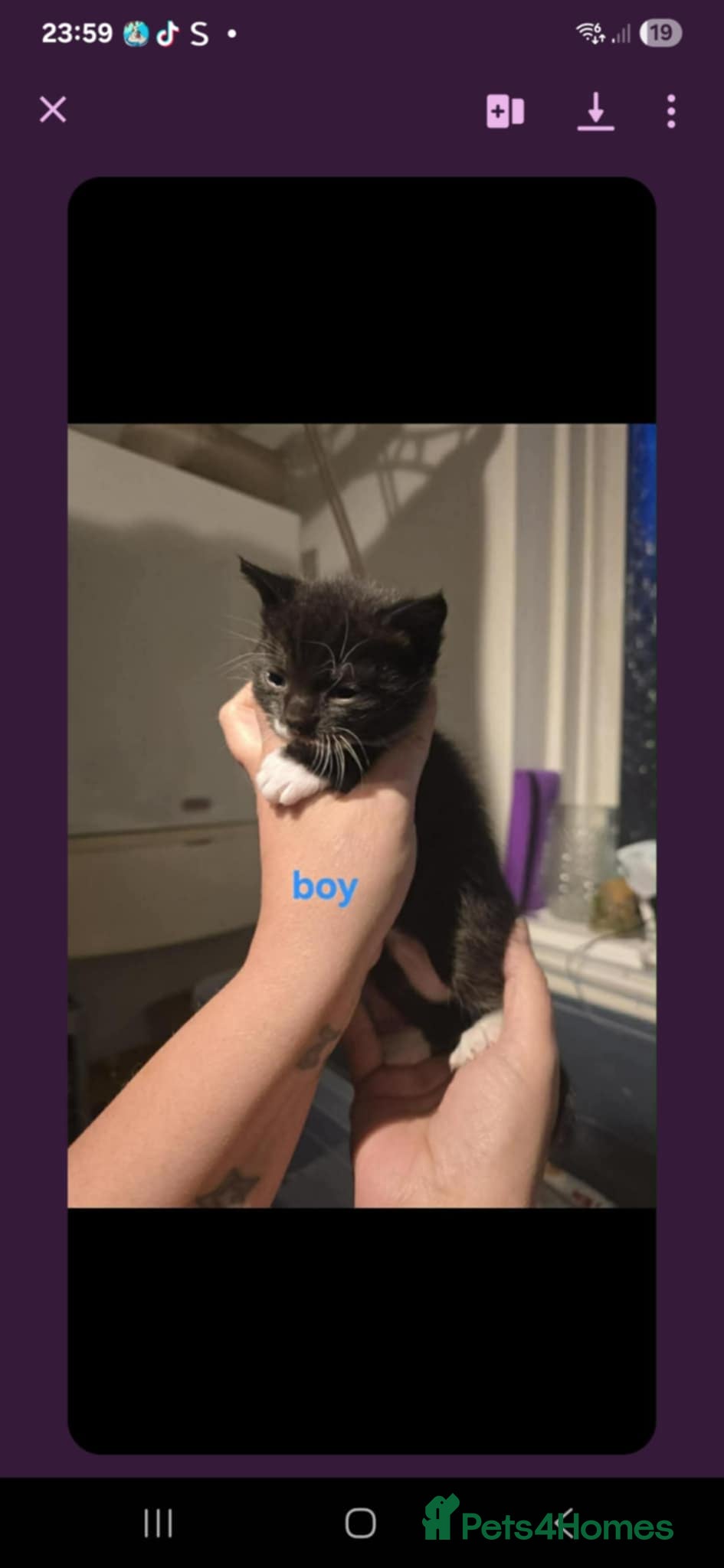 Domestic Shorthair cats 3 wee kittens looking for their forever home 💜 - Advert 1