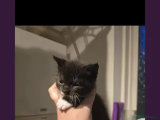 Domestic Shorthair cats 3 wee kittens looking for their forever home 💜 - Advert 1