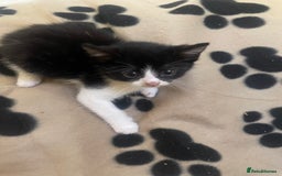 Domestic Shorthair cats for sale: Beautiful kittens  - Image 6