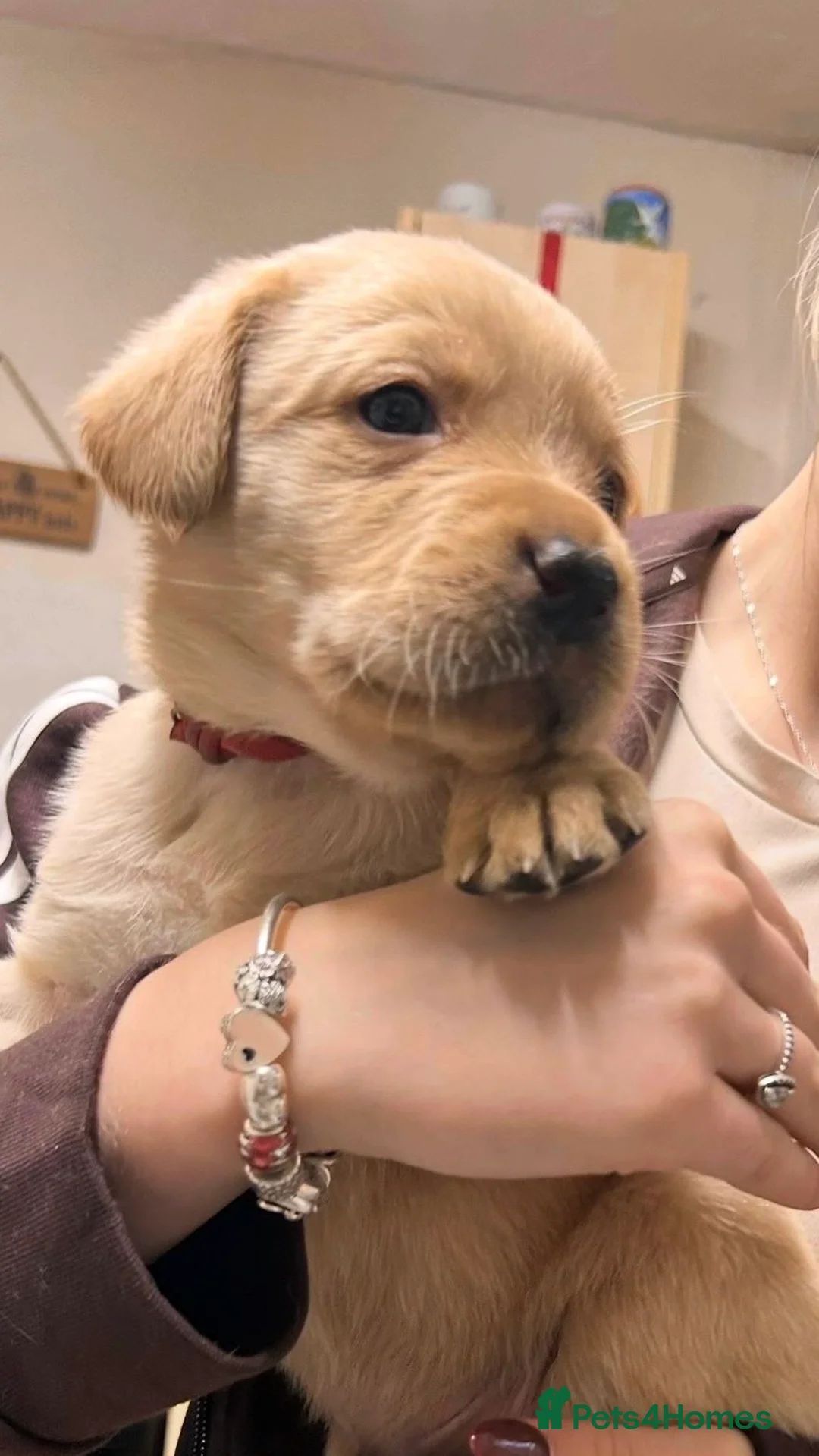 Labrador Retriever dogs for sale: * SOLD * Stunning litter of 9 golden labradors  - Advert 27