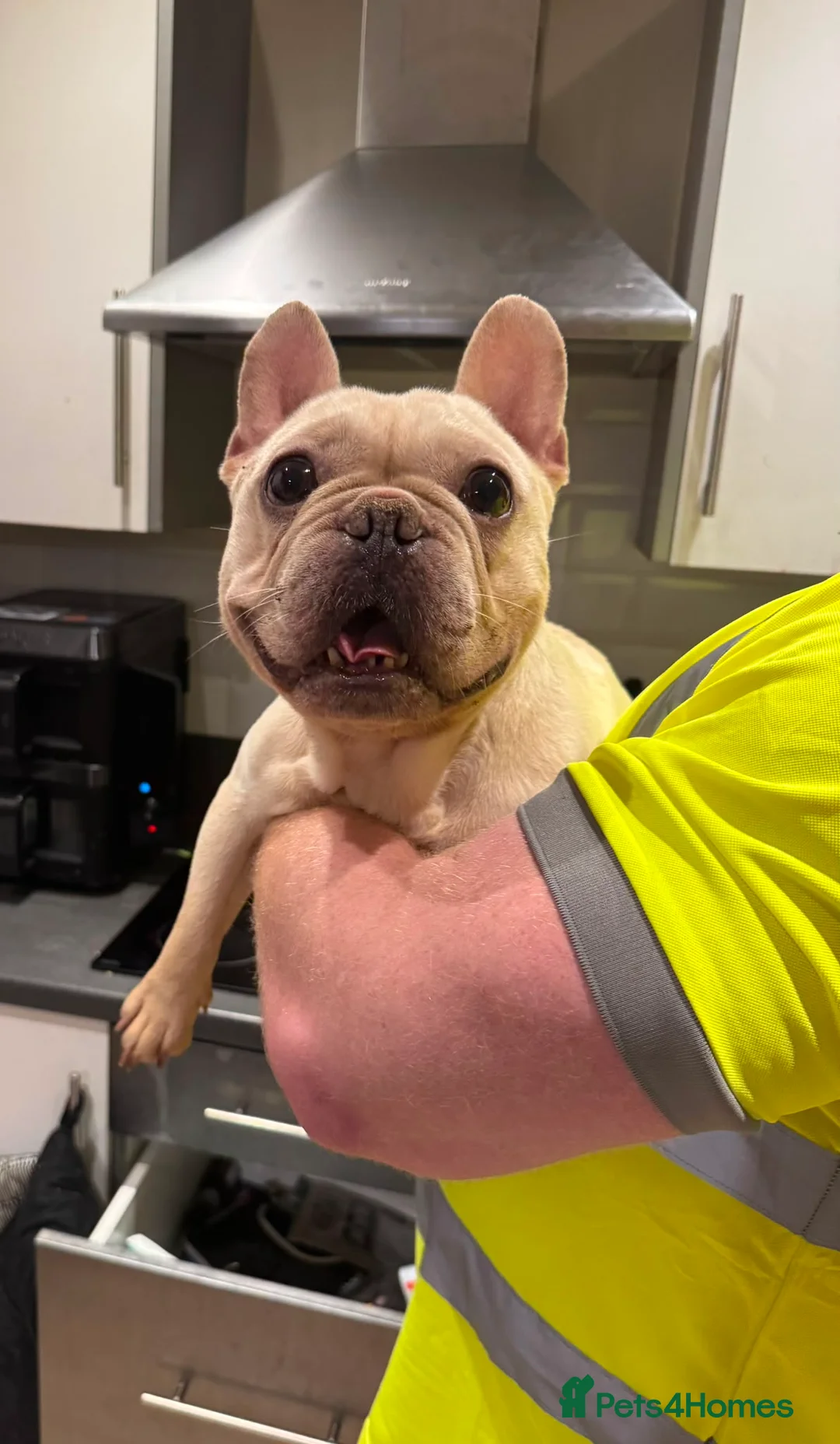 French Bulldog dogs for sale: 2x kc French  bulldogs  - Advert 2