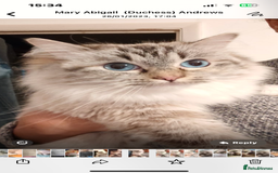 Ragdoll cats for sale: Tortie Lynx Flame Lynx pedigree Ragdolls - Image 6