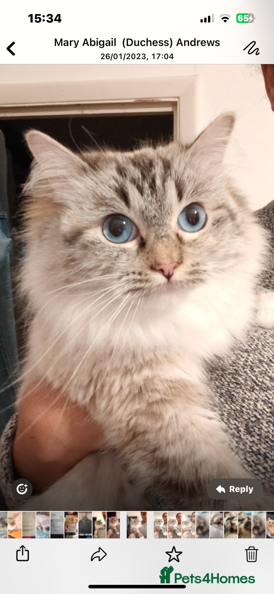 Ragdoll cats for sale: Tortie Lynx Flame Lynx pedigree Ragdolls - Image 6