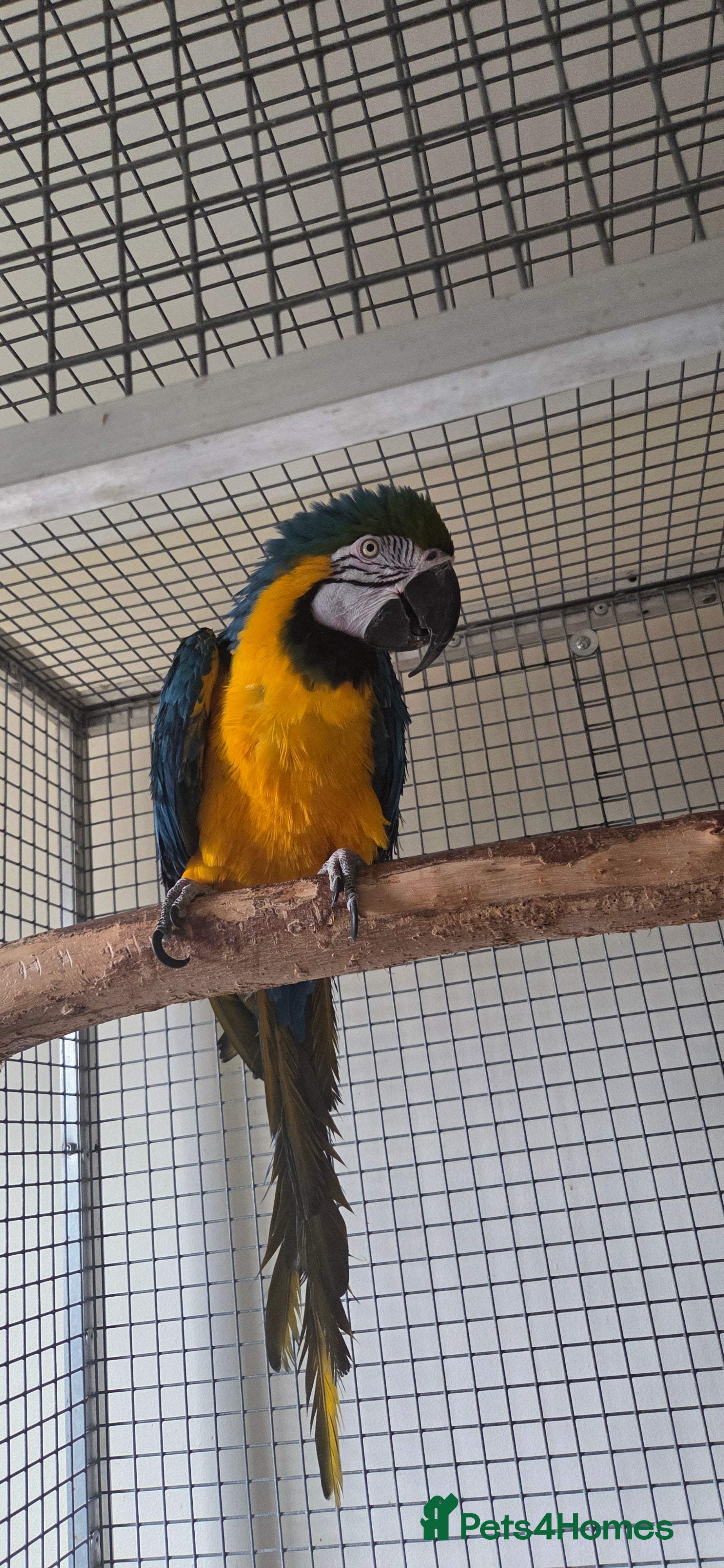 Macaws birds Blue and gold macaw - Advert 1