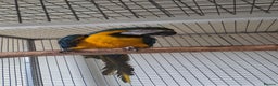 Macaws birds for sale: Blue and gold macaw - Advert 1