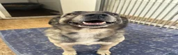 Mixed Breed dogs for adoption: Tully is waiting for a family  - Advert 3