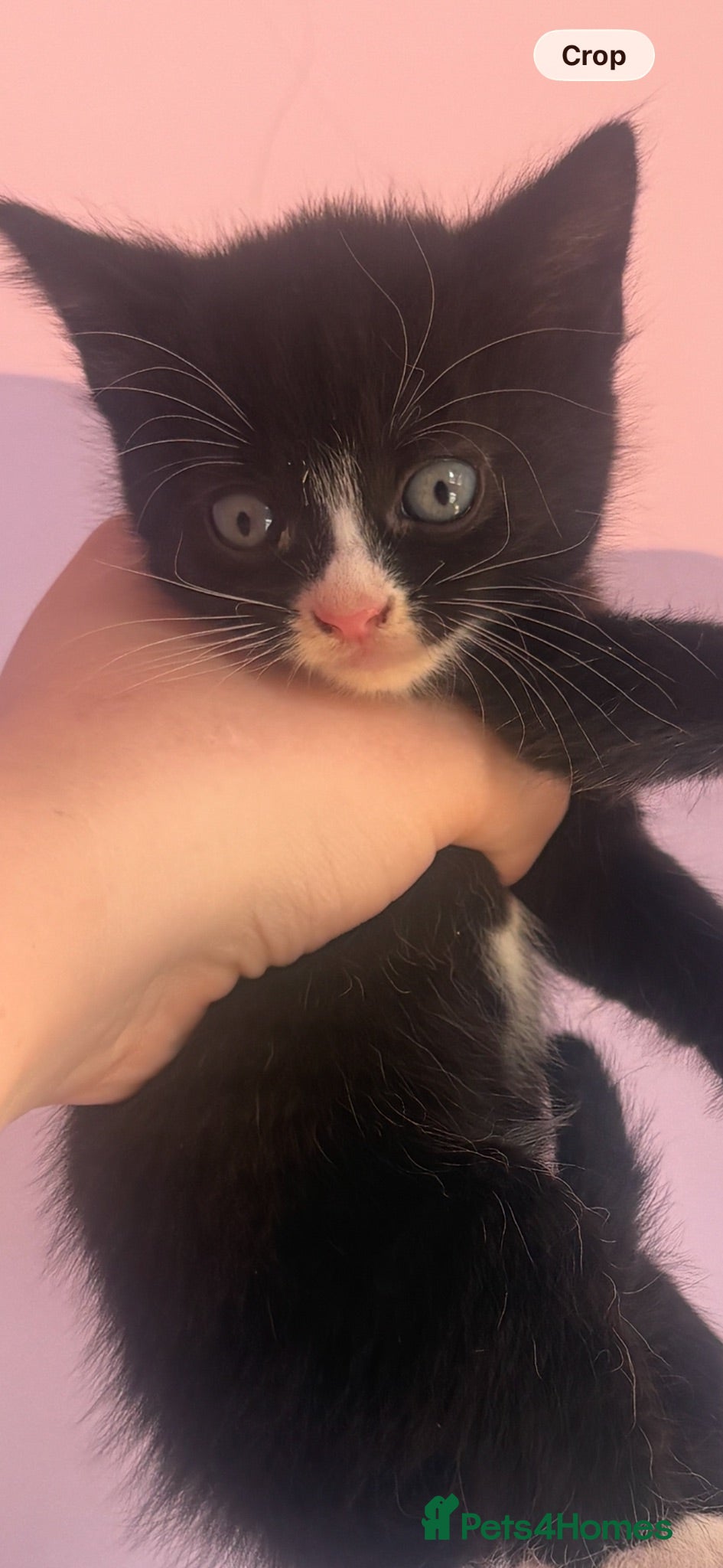 Mixed Breed cats 1 boy left Cute loving kittens need a home  - Advert 11