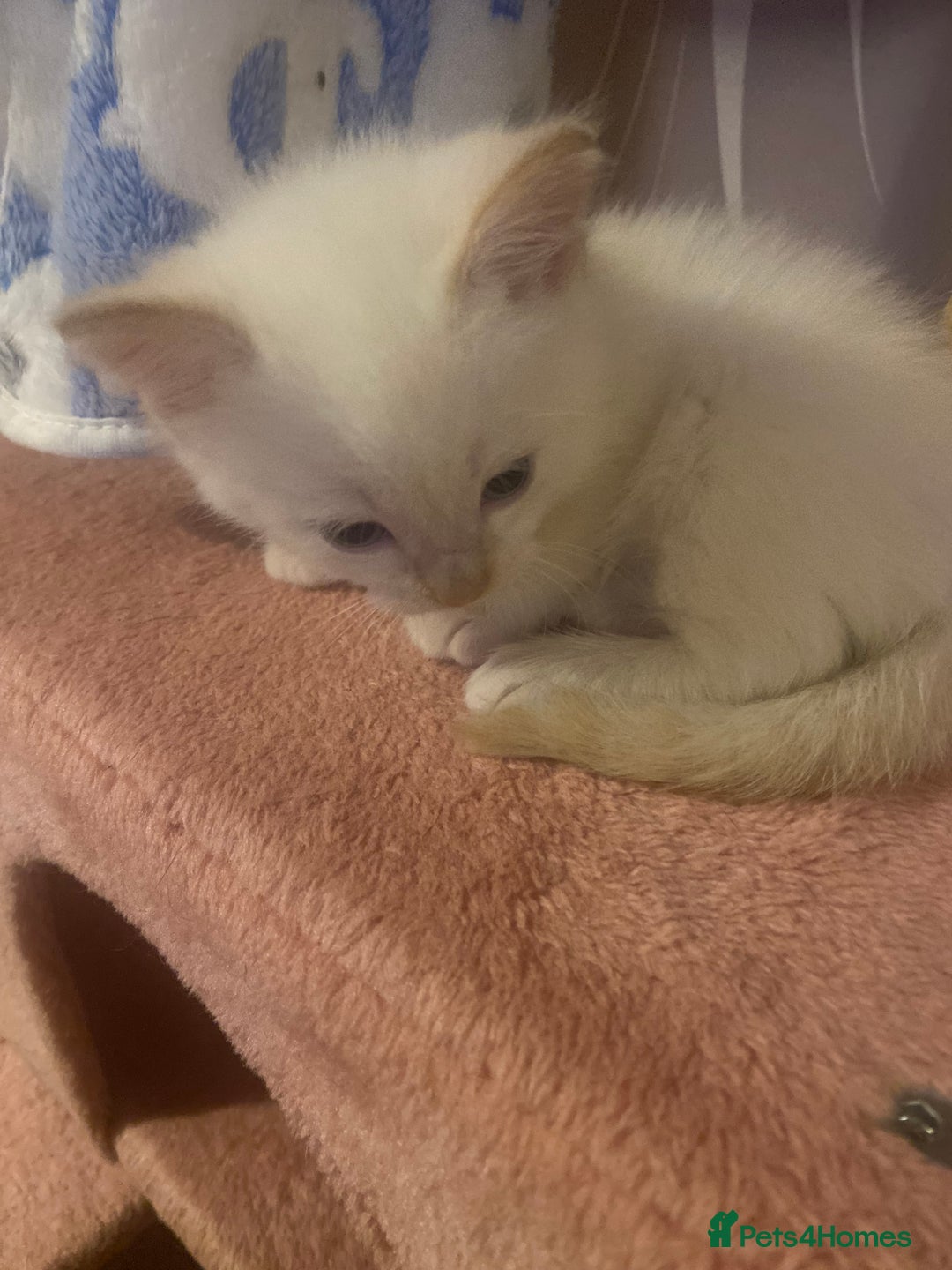 Mixed Breed cats for sale: Last kitten left - Advert 3