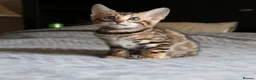 Bengal cats for sale: Beautiful Bengal kittens for sale in Leeds - Advert 9