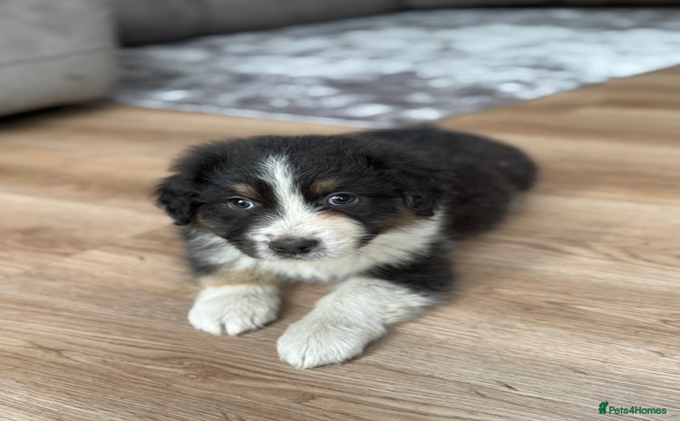 Australian Shepherd dogs - Advert 1
