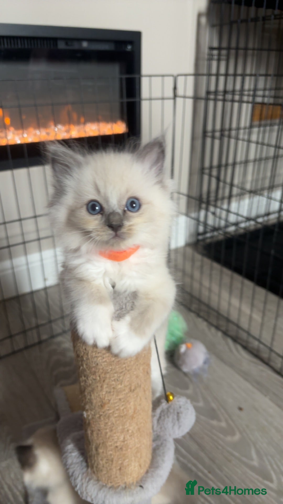 Ragdoll cats for sale: 🎀Fluffy ragdoll babies🎀 - Advert 1