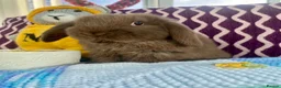 Mini Lop rabbits for sale: Pure bred mini lops - Advert 14
