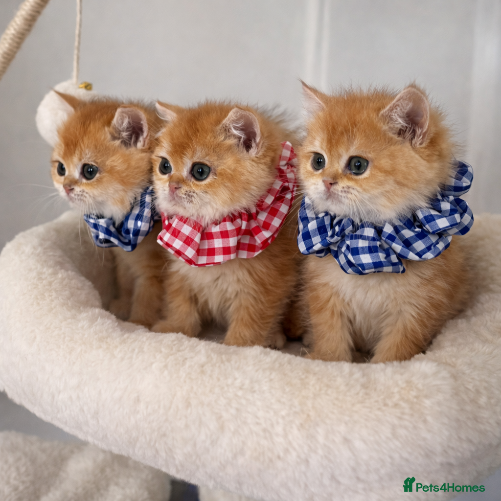 British Shorthair cats 🏆Tica Registered ny12 British Shorthair Kittens🏆 - Advert 10