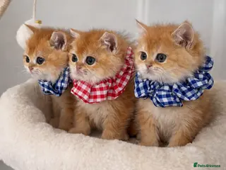 British Shorthair cats 🏆Tica Registered ny12 British Shorthair Kittens🏆 - Advert 10